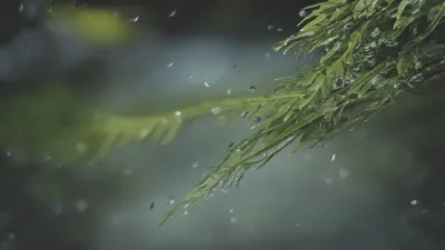猫砂盆安全认证标准解读：从烟台市案例看行业规范